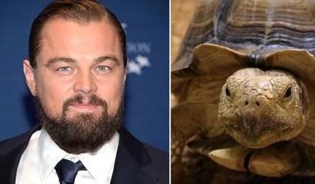 国外明星报价,明星身价背后的秘密与趋势