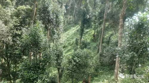 纯料普洱茶看叶子形态吗,纯料普洱茶叶子形态解析