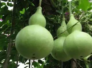 今天吃葫芦瓜,今日餐桌新宠