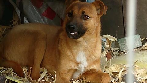 狗子吃瓜嘎嘣脆