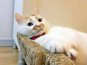 鱼蛋网红猫,萌宠界的明星风采